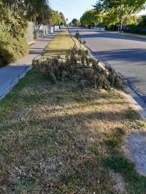 Parks, a report photo
