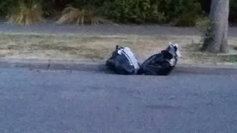 Rubbish/Recycling, a report photo