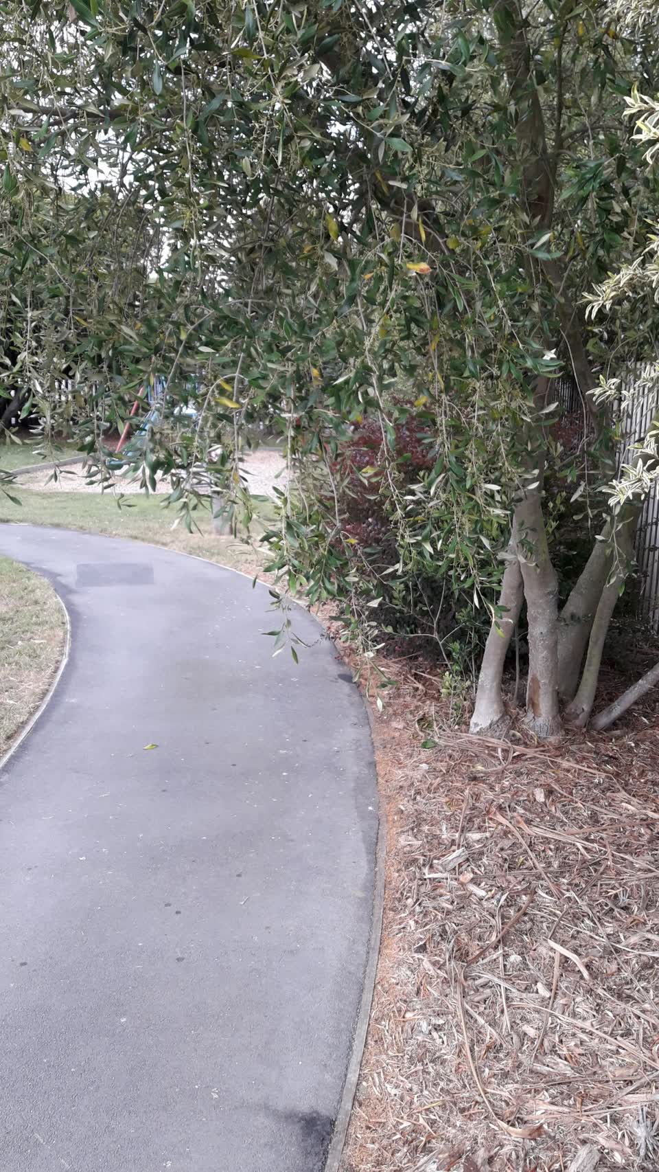 The photograph attached to this parks report