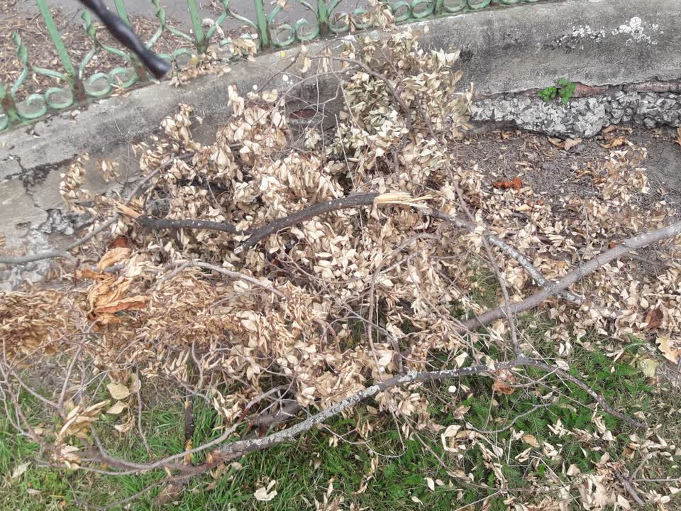 The photograph attached to this parks report