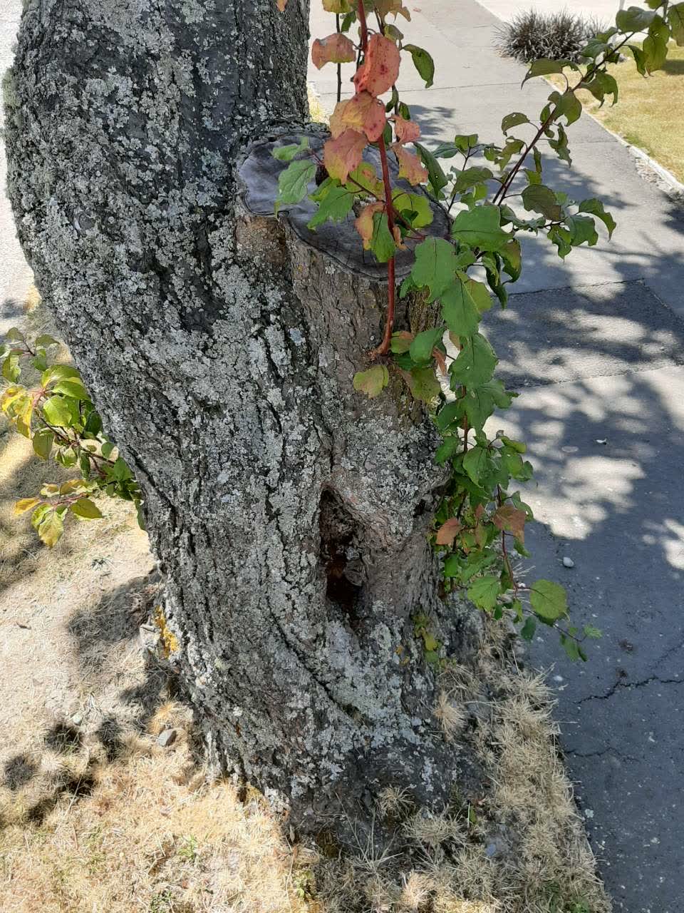 The photograph attached to this parks report