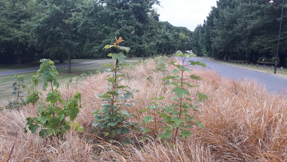 The photograph attached to this parks report