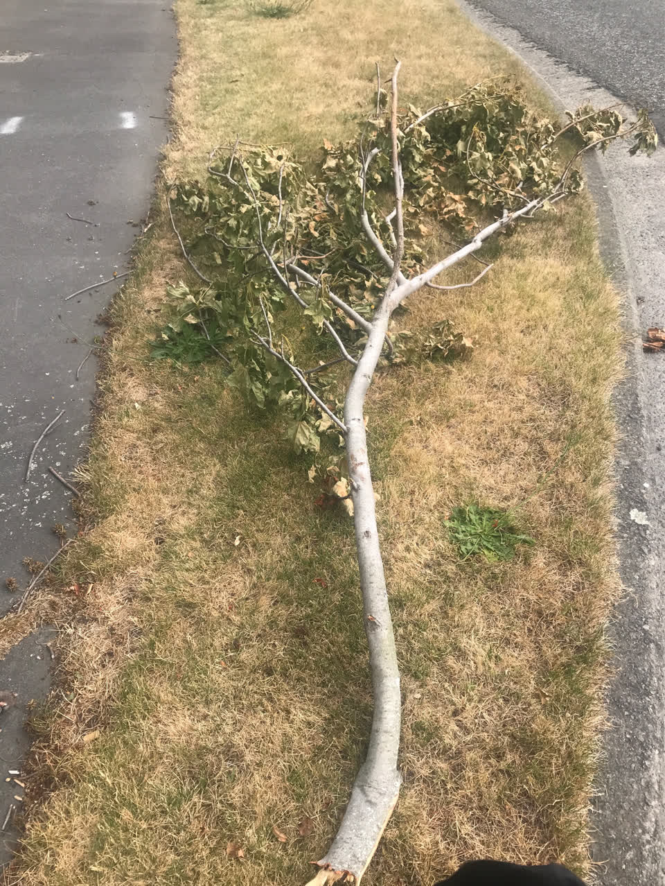 The photograph attached to this parks report
