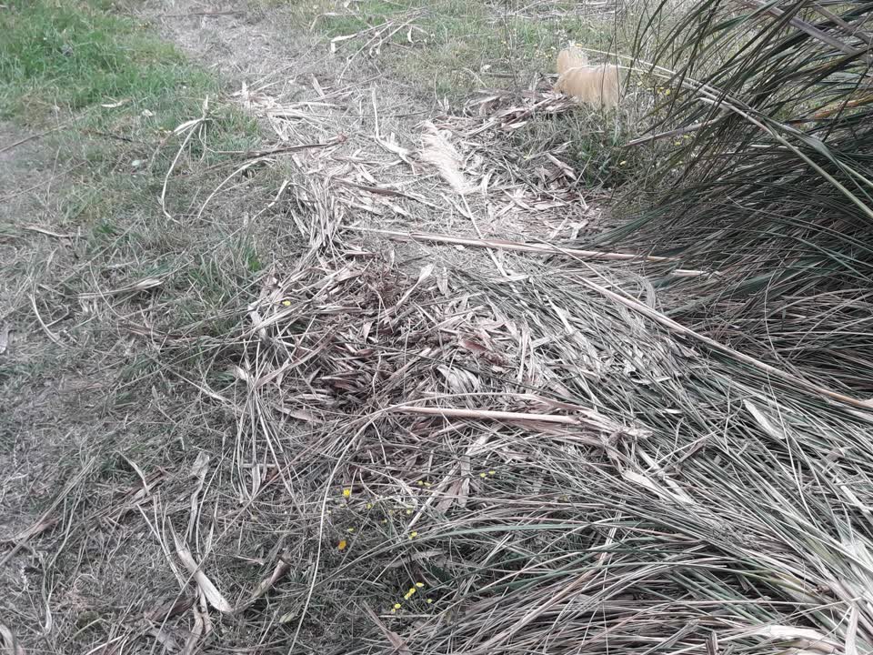 The photograph attached to this parks report