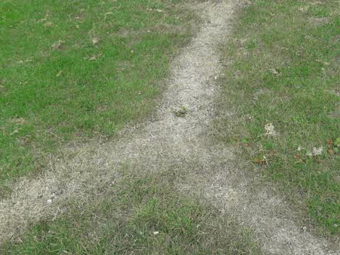 Parks, a report photo