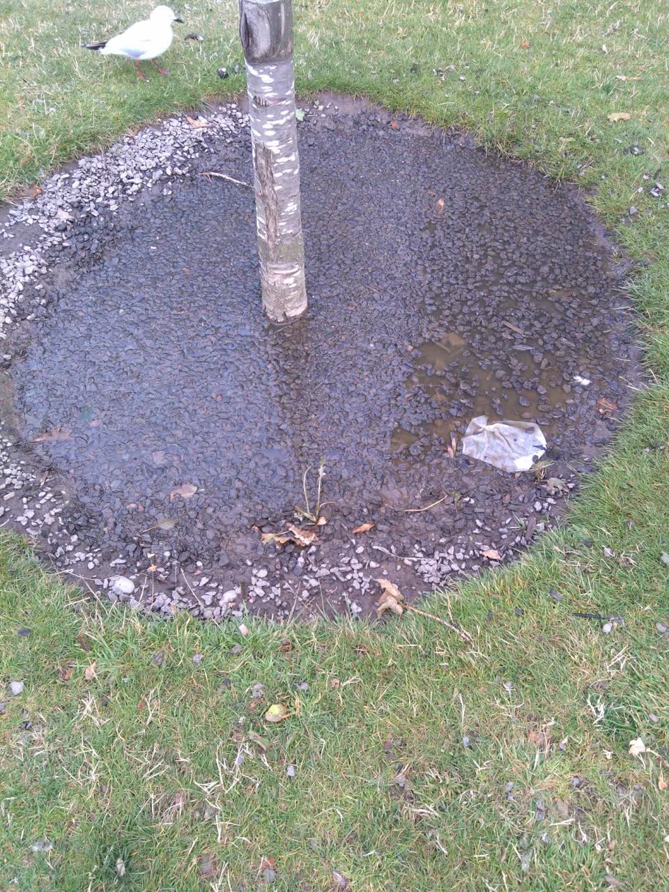 The photograph attached to this parks report