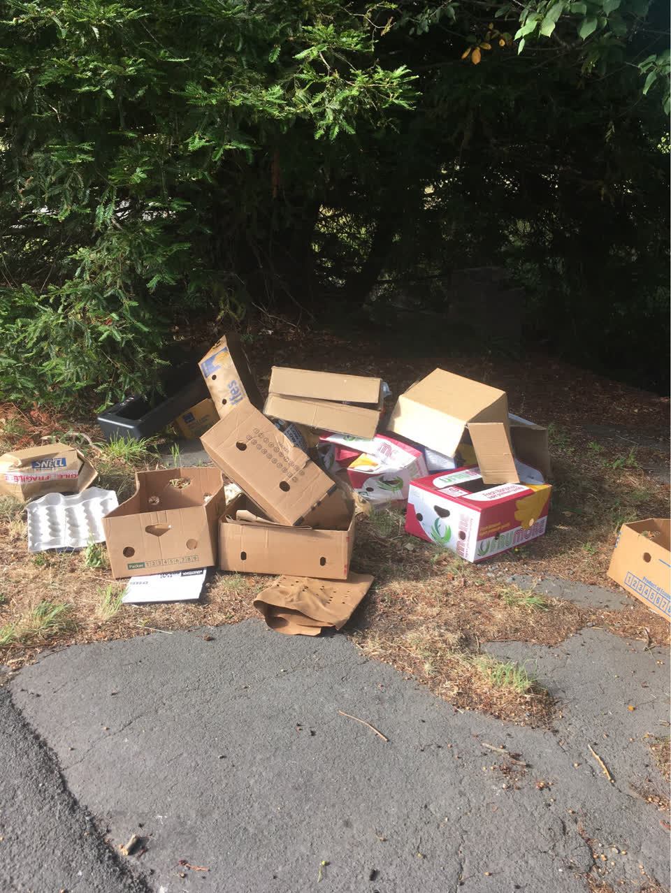 The photograph attached to this rubbish/recycling report