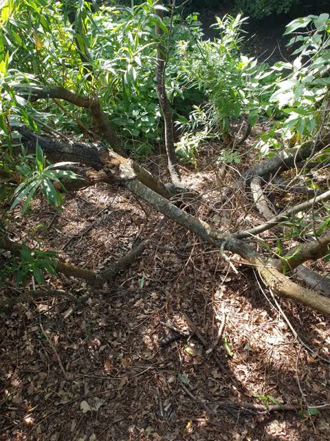 Parks, a report photo