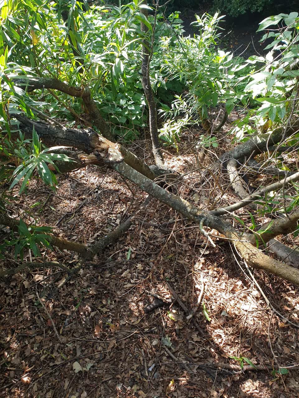 The photograph attached to this parks report
