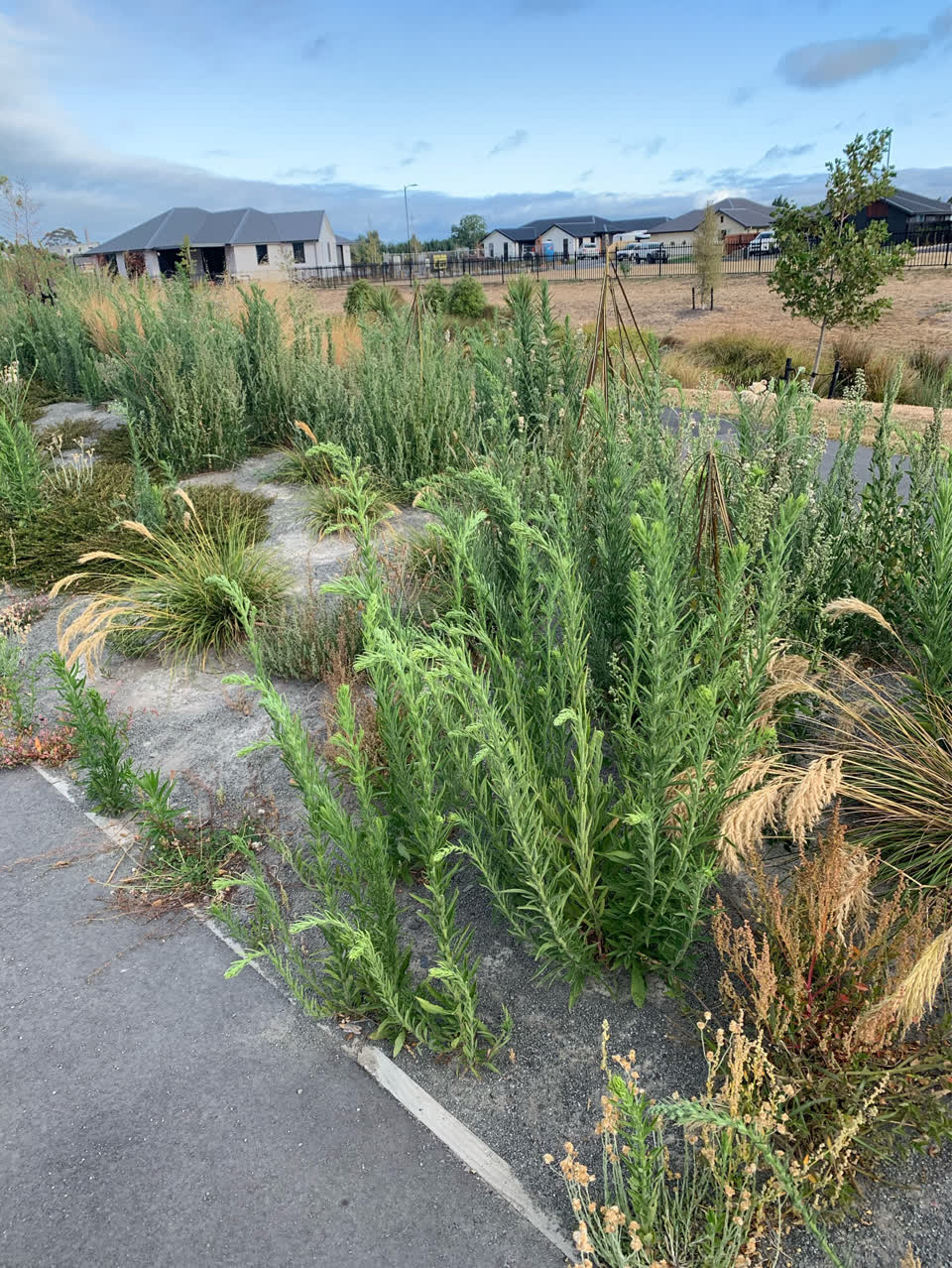 The photograph attached to this parks report