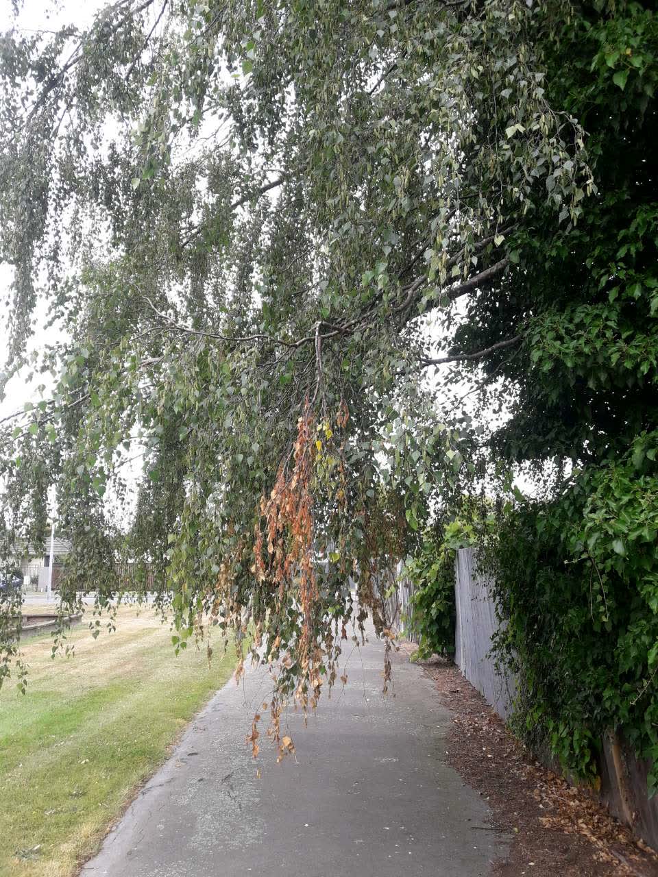 The photograph attached to this parks report