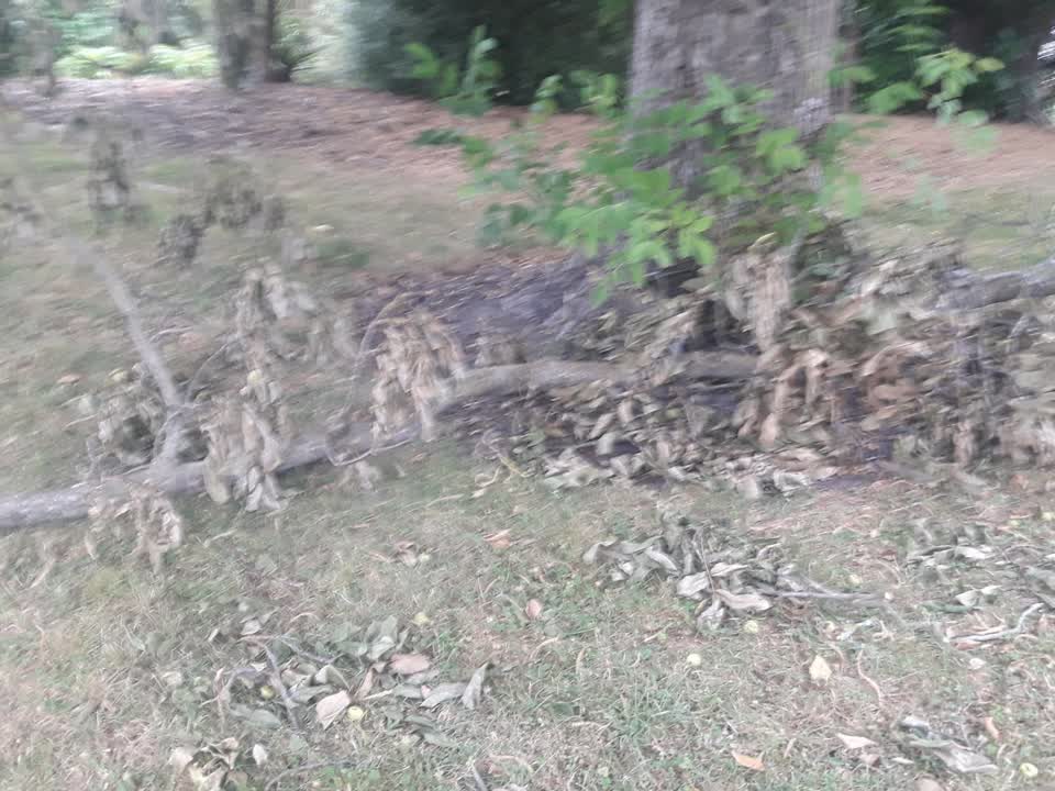 The photograph attached to this parks report