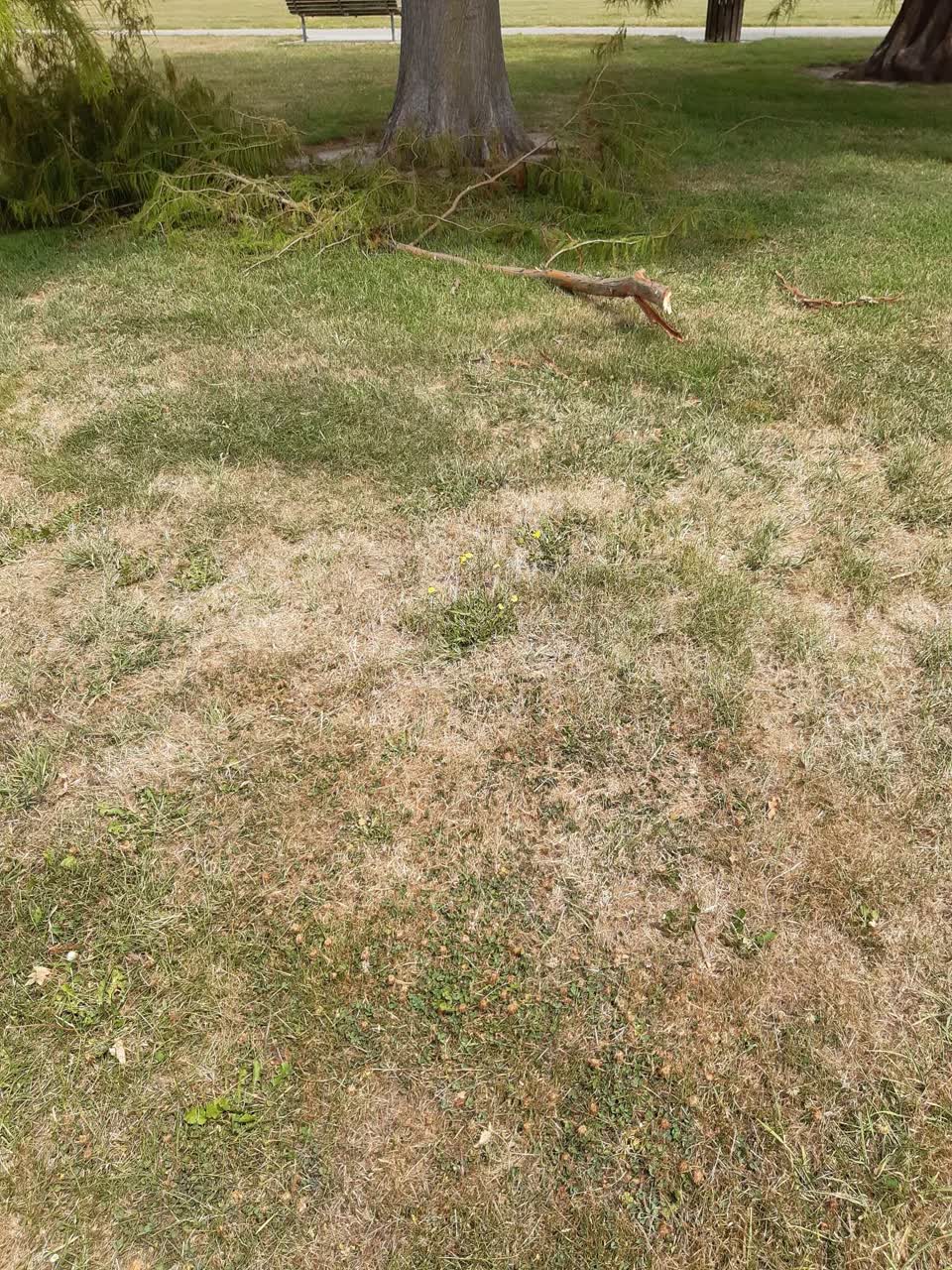 The photograph attached to this parks report