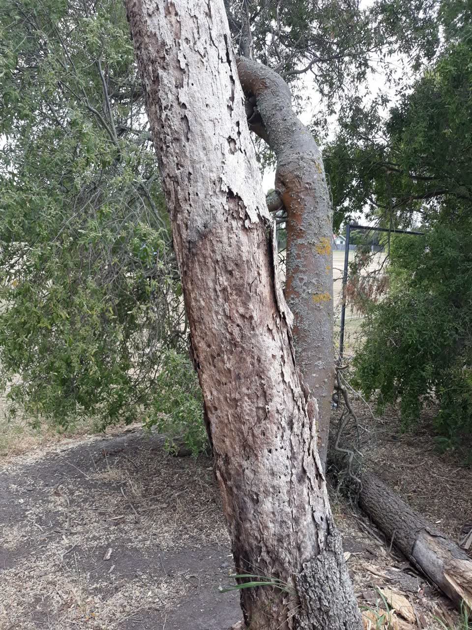 The photograph attached to this parks report