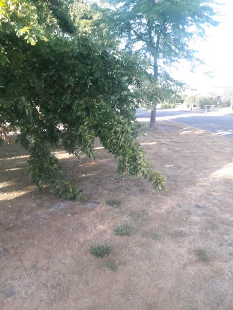 Parks, a report photo