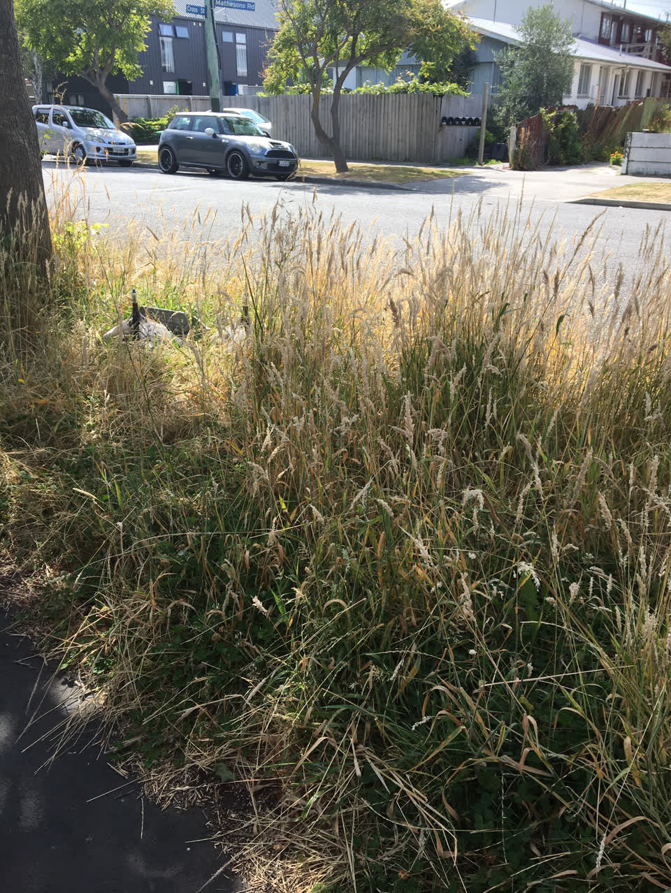 The photograph attached to this parks report