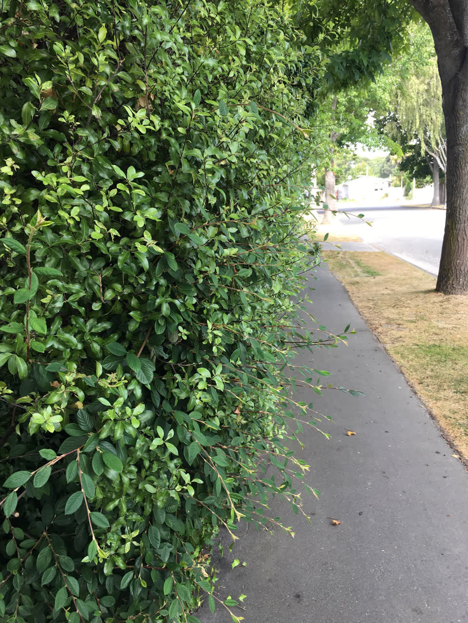 The photograph attached to this parks report