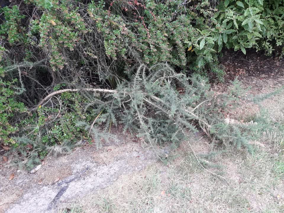 The photograph attached to this parks report