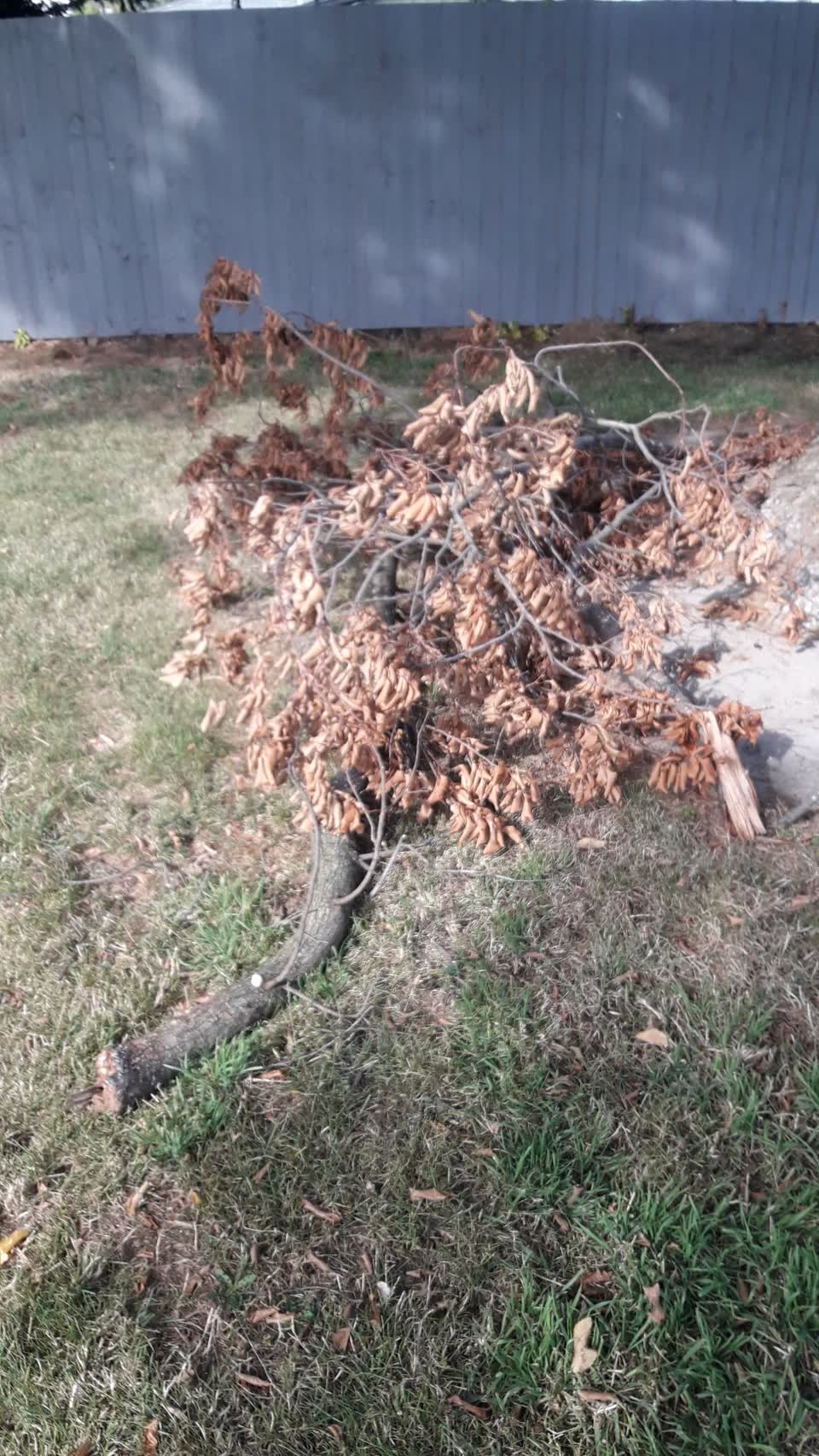 The photograph attached to this parks report
