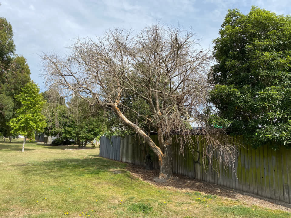 The photograph attached to this parks report