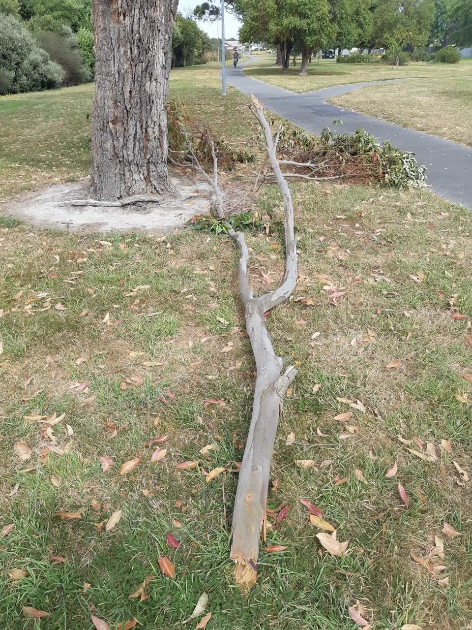 The photograph attached to this parks report