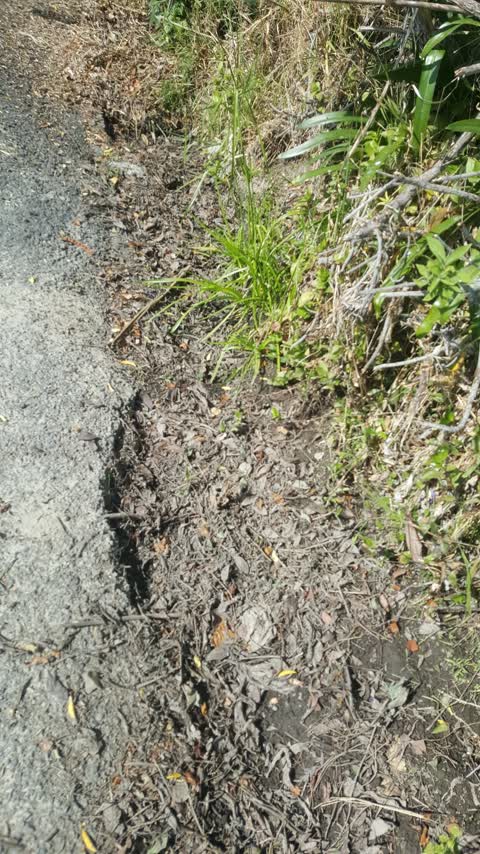 Roading/Streets, a report photo