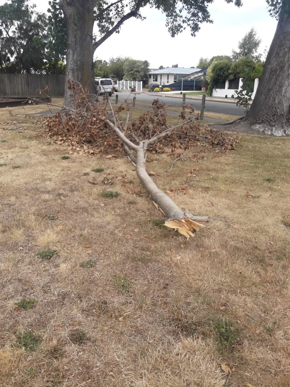 The photograph attached to this parks report