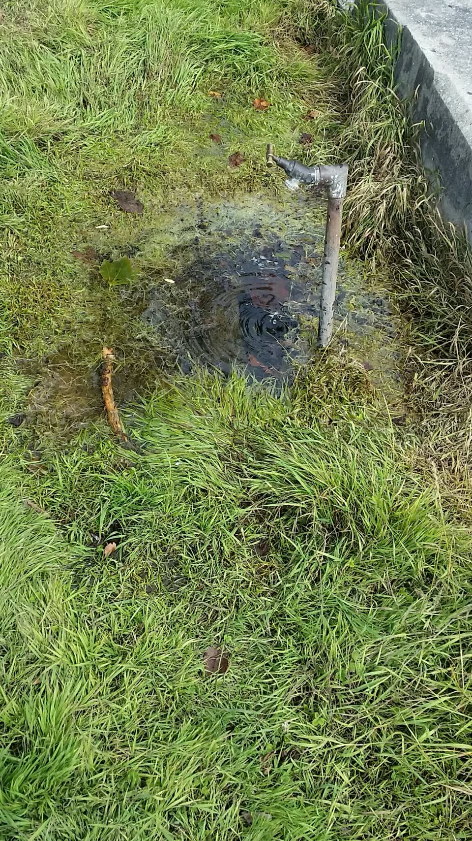 The photograph attached to this parks report