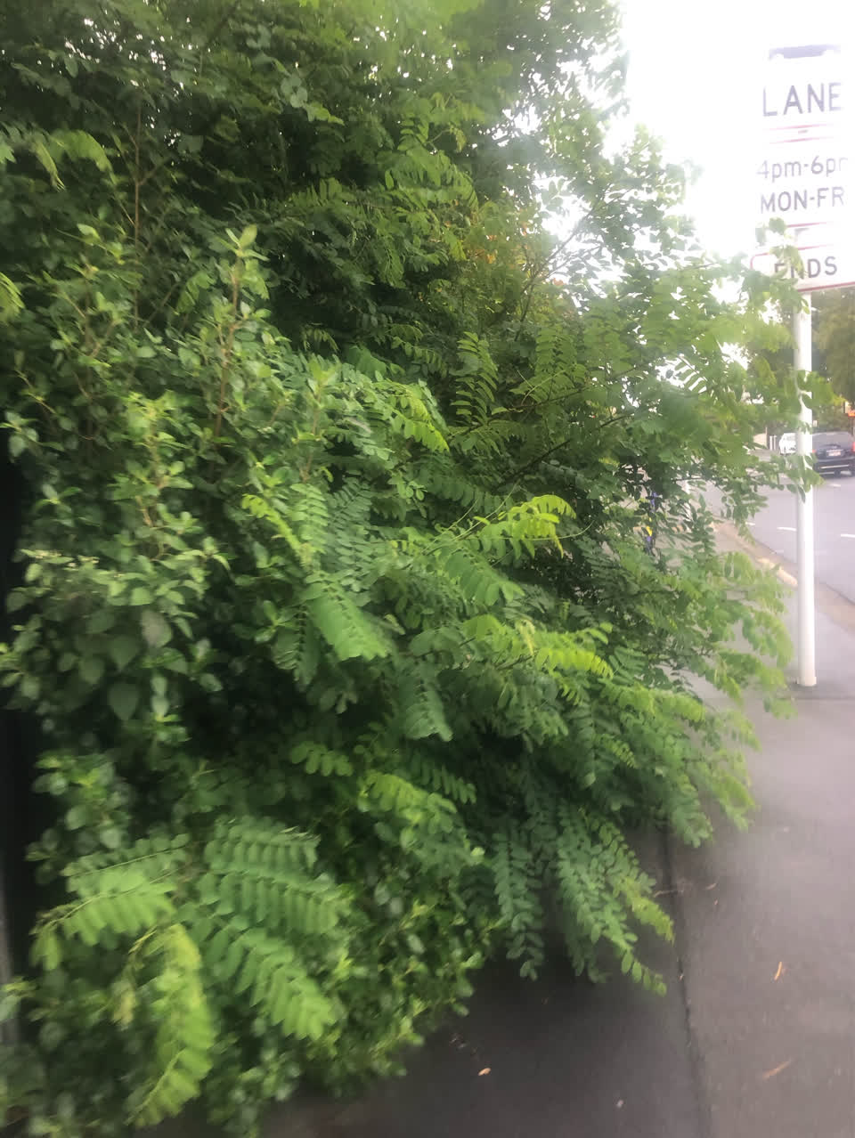 The photograph attached to this parks report