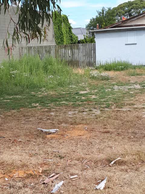 Parks, a report photo