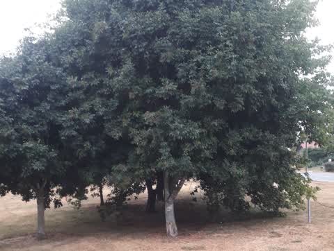 Parks, a report photo
