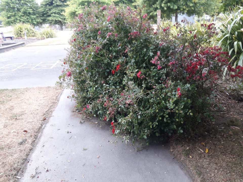 The photograph attached to this parks report
