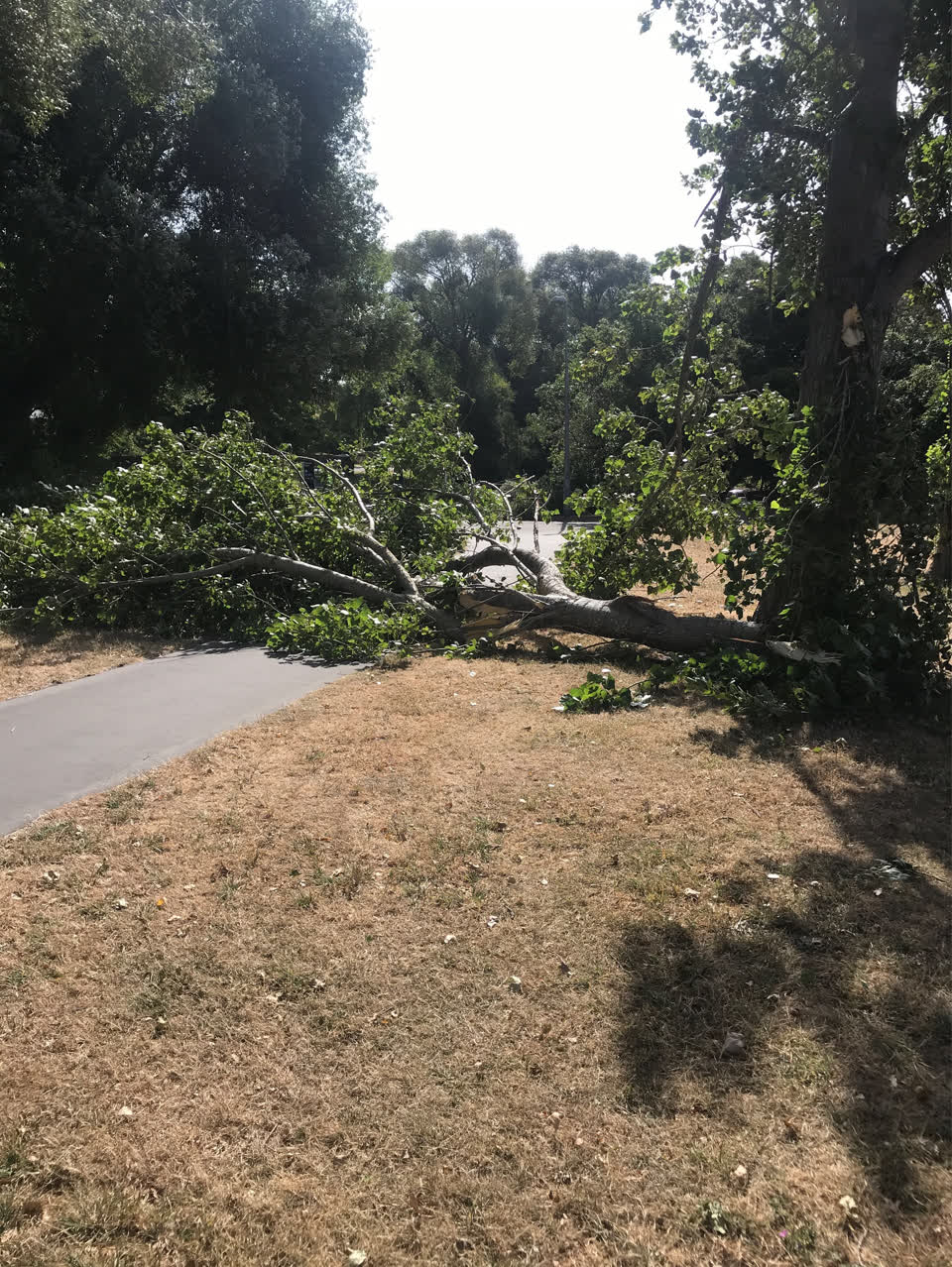 The photograph attached to this parks report