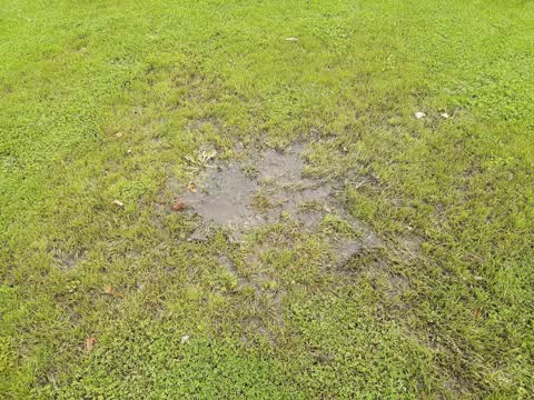 Parks, a report photo