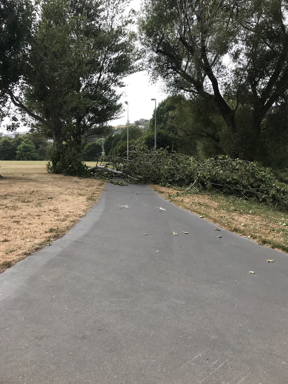 The photograph attached to this parks report