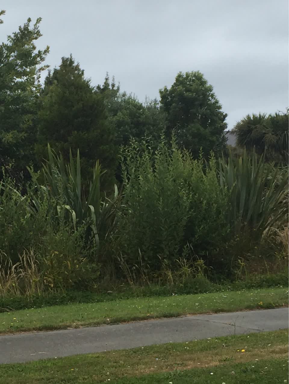 The photograph attached to this parks report