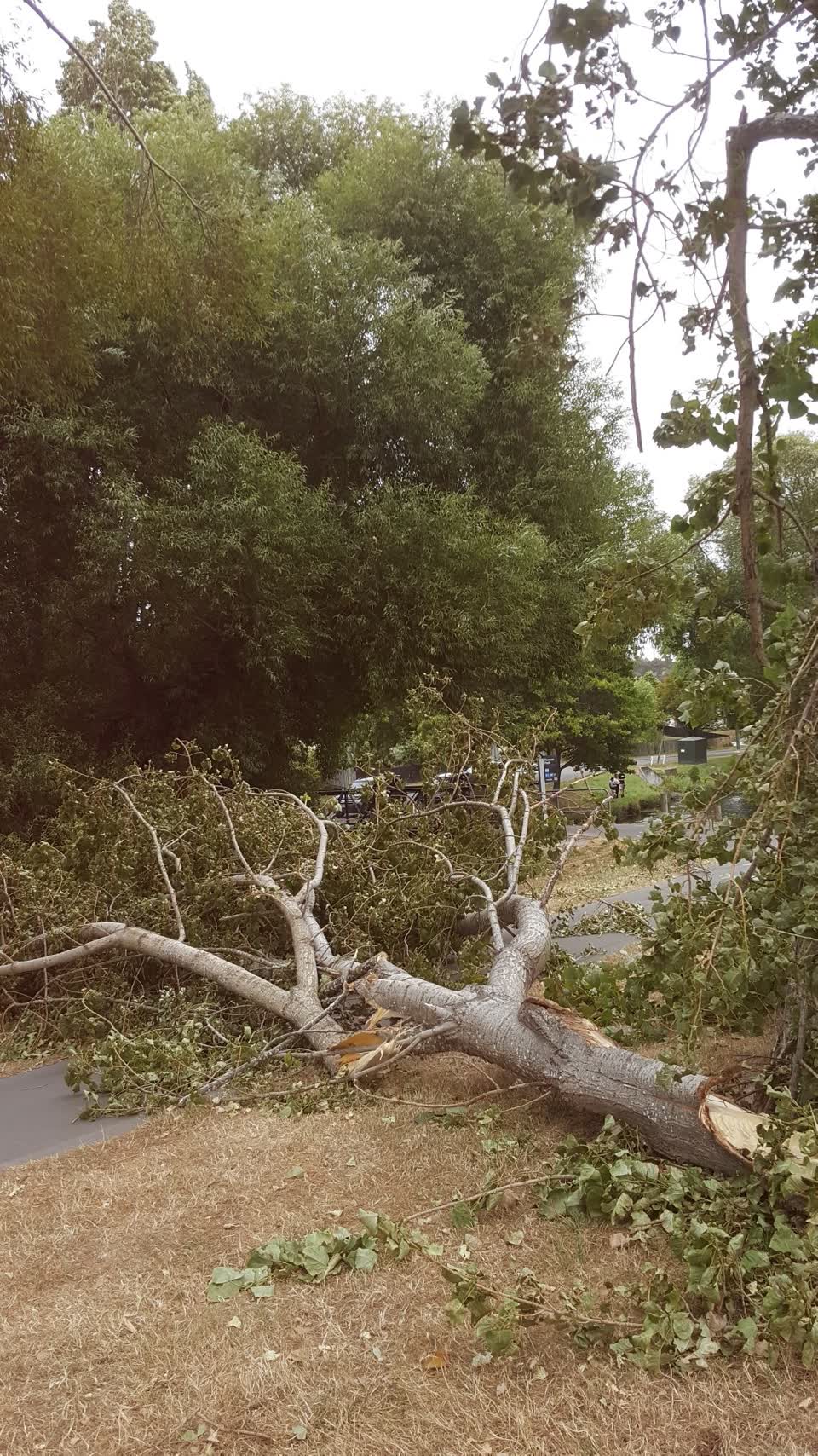 The photograph attached to this parks report
