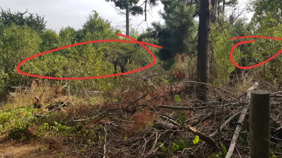 The photograph attached to this parks report