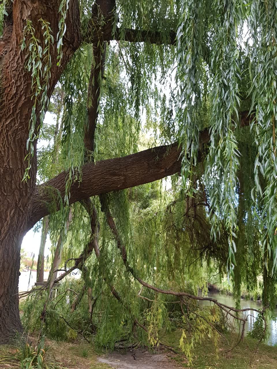 The photograph attached to this parks report
