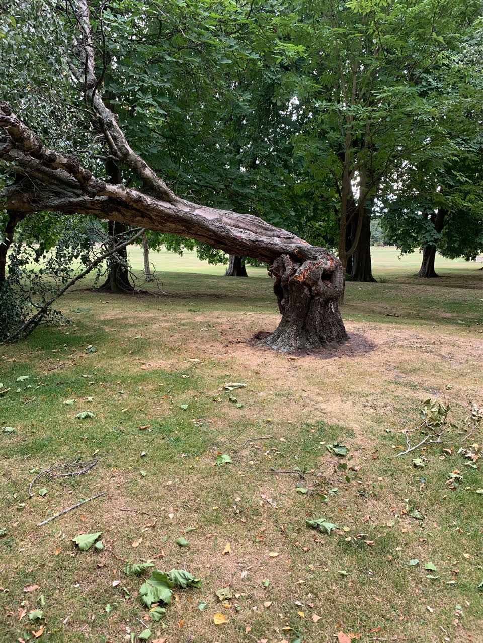 The photograph attached to this parks report