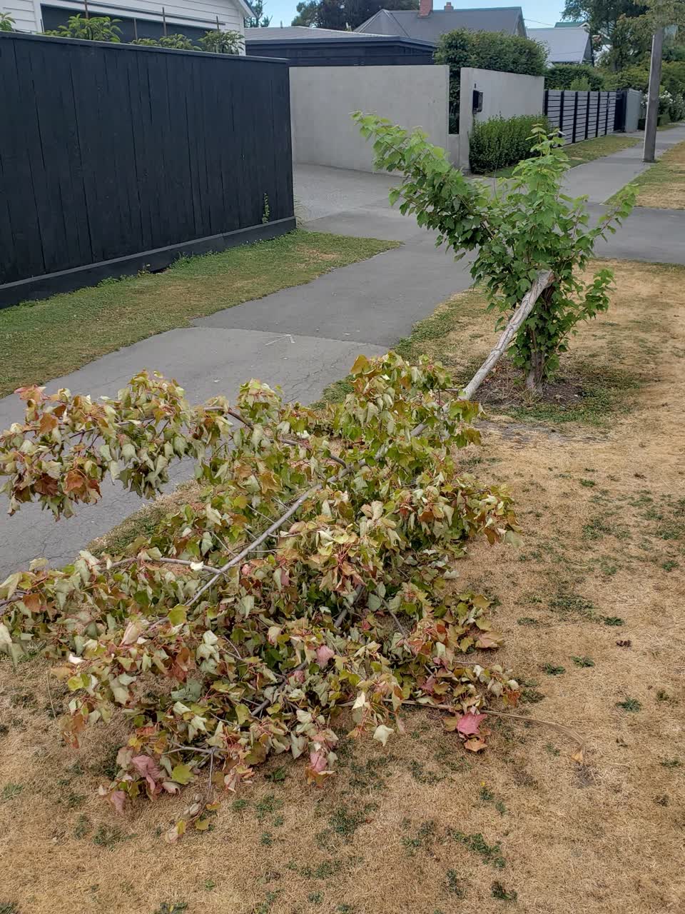 The photograph attached to this parks report