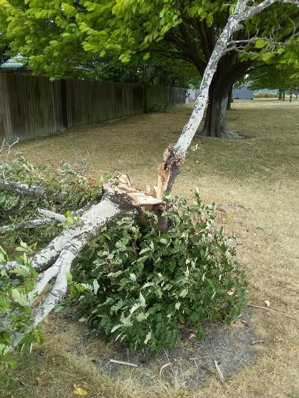 The photograph attached to this parks report