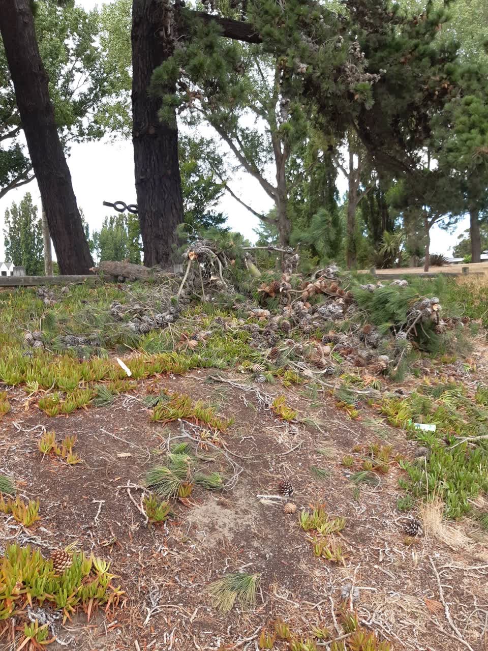 The photograph attached to this parks report
