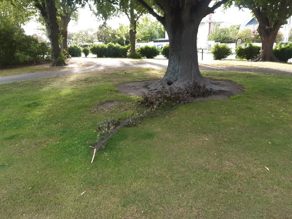 The photograph attached to this parks report