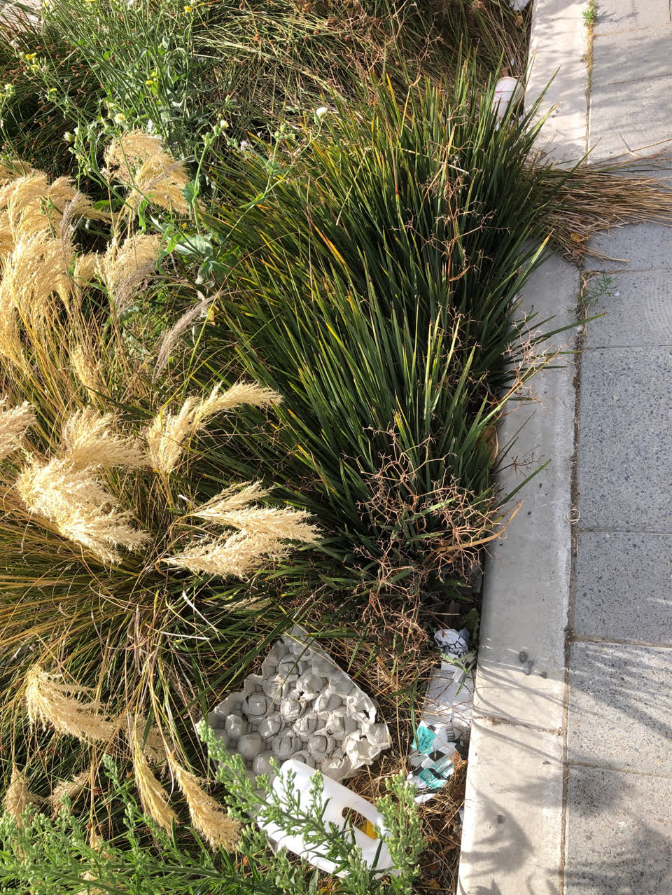 The photograph attached to this parks report
