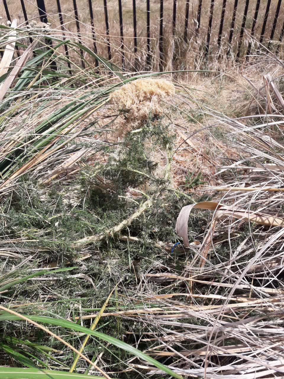The photograph attached to this parks report
