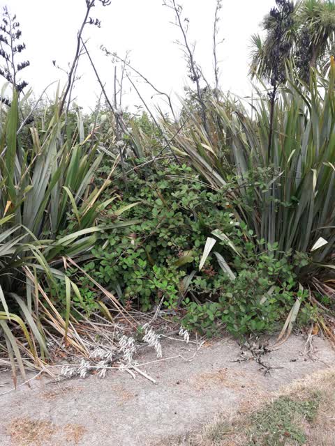 Parks, a report photo