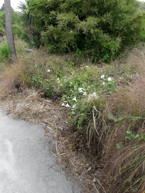 Parks, a report photo