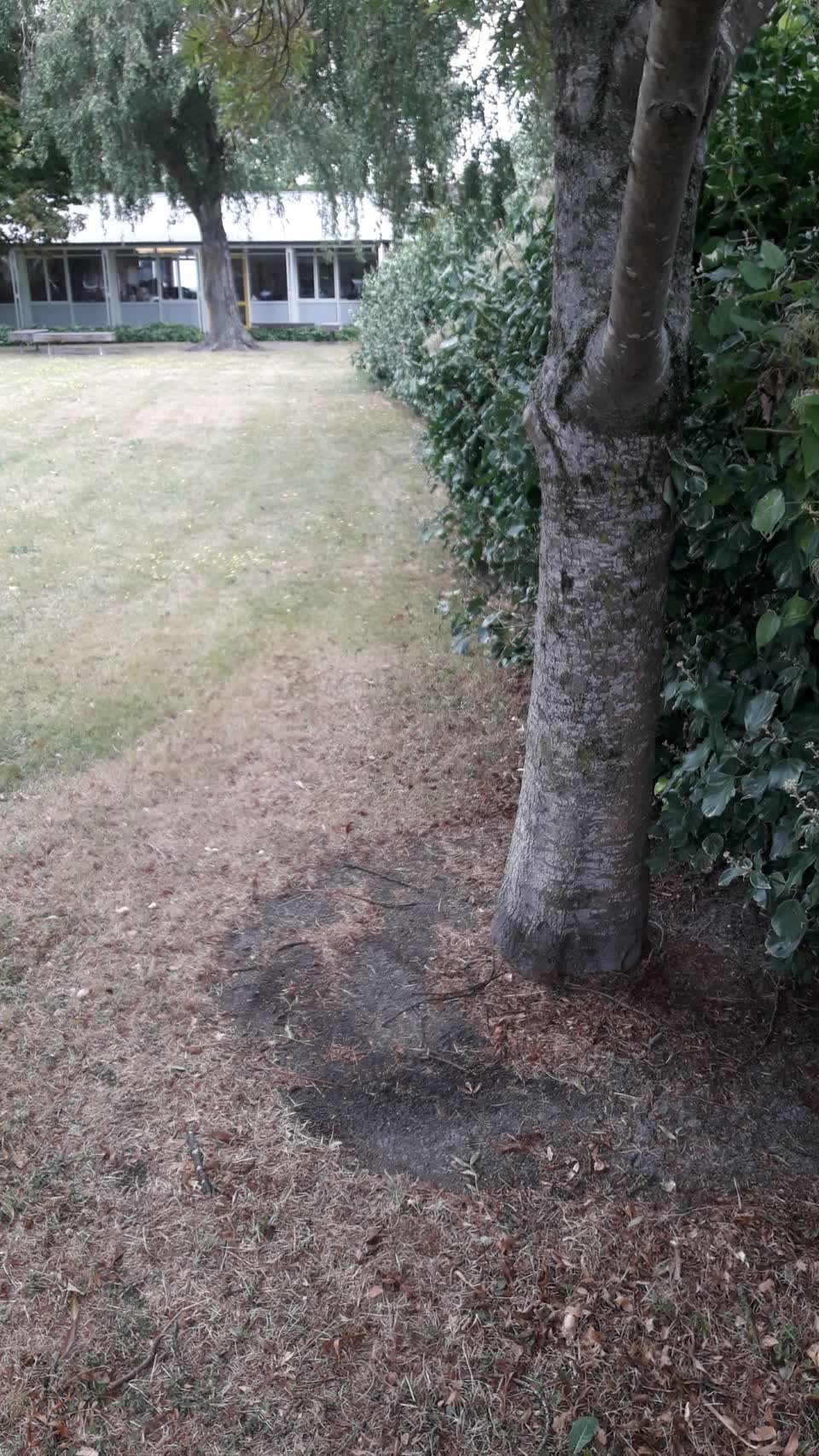 The photograph attached to this parks report