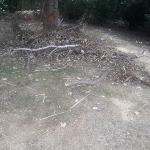 Parks, a report photo